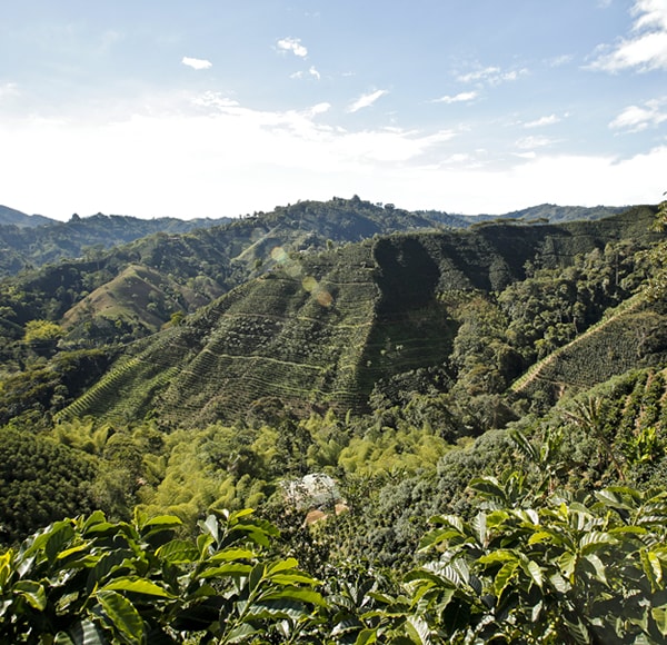 Juan Valdez Huila Kaffee