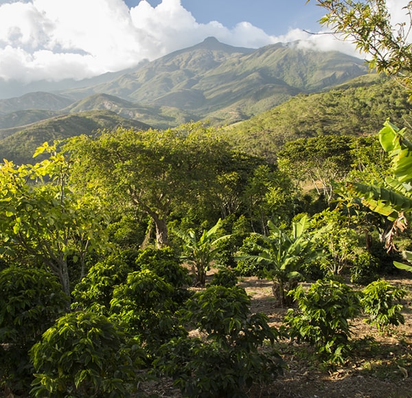 Juan Valdez Sierra Nevada Kaffee