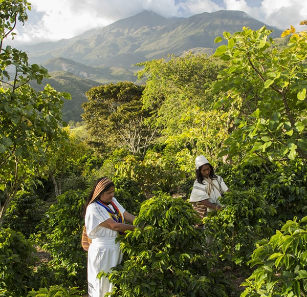 Juan Valdez Sierra Nevada Kaffee